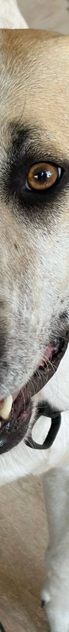 Oscar – griechischer Herdenschutz-Mix, Männchen, 5 Jahre 6 Monate, 63110 Rodgau – Foto 8