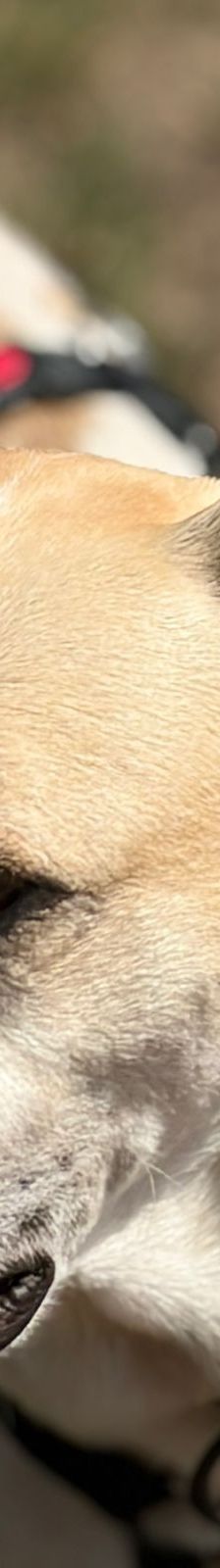 Oscar – griechischer Herdenschutz-Mix, Männchen, 5 Jahre 6 Monate, 63110 Rodgau – Foto 10