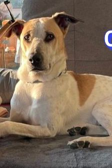 Oscar – griechischer Herdenschutz-Mix, Männchen, 5 Jahre 6 Monate, 63110 Rodgau – Foto 13