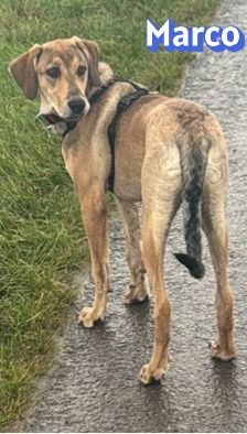 Marco – Mischling, Männchen, 1 Jahr 2 Monate, 50374 Erftstadt – Foto 4