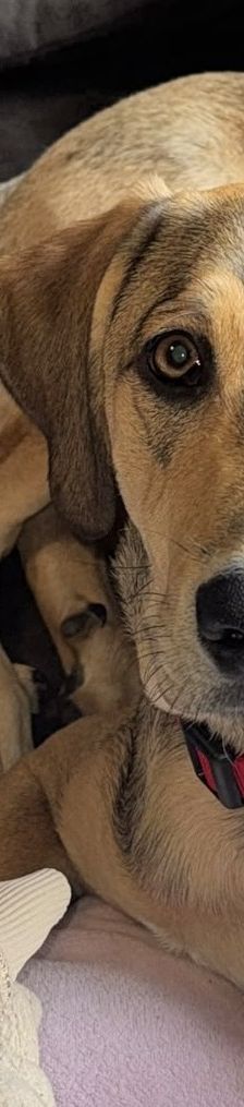 Marco – Mischling, Männchen, 1 Jahr 2 Monate, 50374 Erftstadt – Foto 9