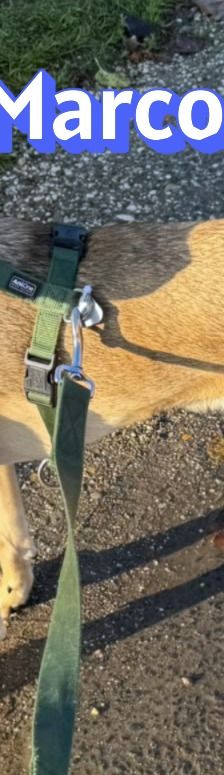 Marco – Mischling, Männchen, 1 Jahr 2 Monate, 50374 Erftstadt – Foto 10