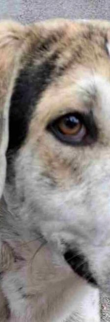 Jack – griechischer Hirtenhund, Männchen, 3 Jahre, Griechenland – Foto 1
