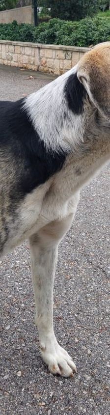 Jack – griechischer Hirtenhund, Männchen, 3 Jahre, Griechenland – Foto 2