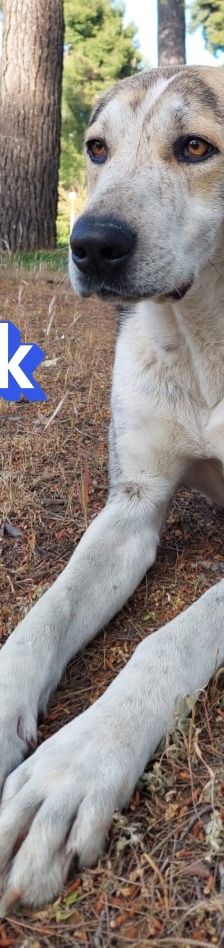 Jack – griechischer Hirtenhund, Männchen, 3 Jahre, Griechenland – Foto 3