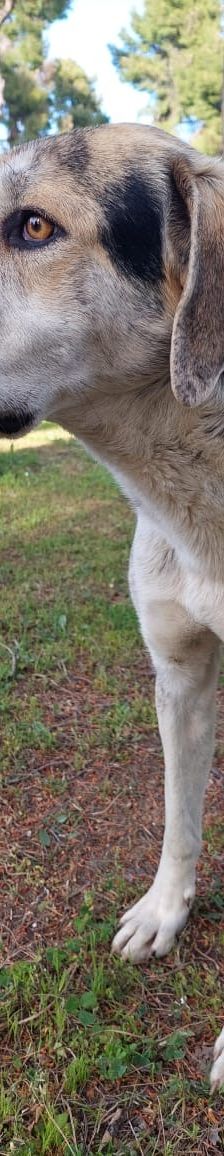 Jack – griechischer Hirtenhund, Männchen, 3 Jahre, Griechenland – Foto 4