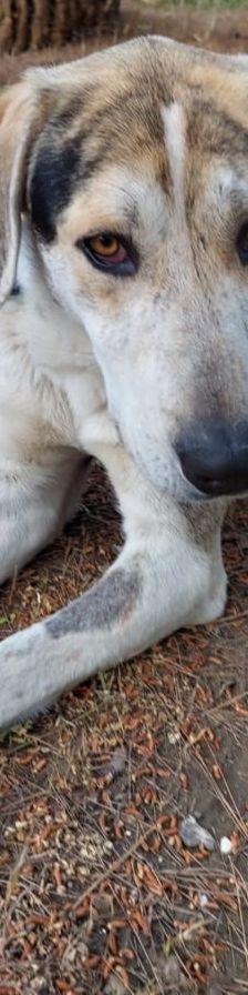Jack – griechischer Hirtenhund, Männchen, 3 Jahre, Griechenland – Foto 5