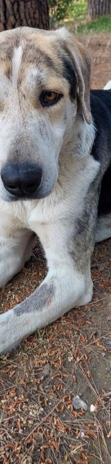 Jack – griechischer Hirtenhund, Männchen, 3 Jahre, Griechenland – Foto 6