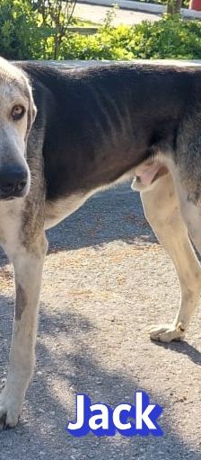 Jack – griechischer Hirtenhund, Männchen, 3 Jahre, Griechenland – Foto 7