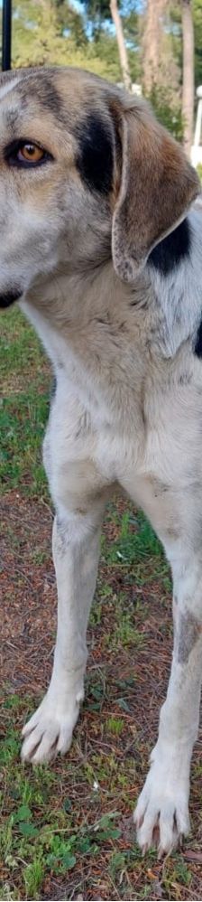 Jack – griechischer Hirtenhund, Männchen, 3 Jahre, Griechenland – Foto 8