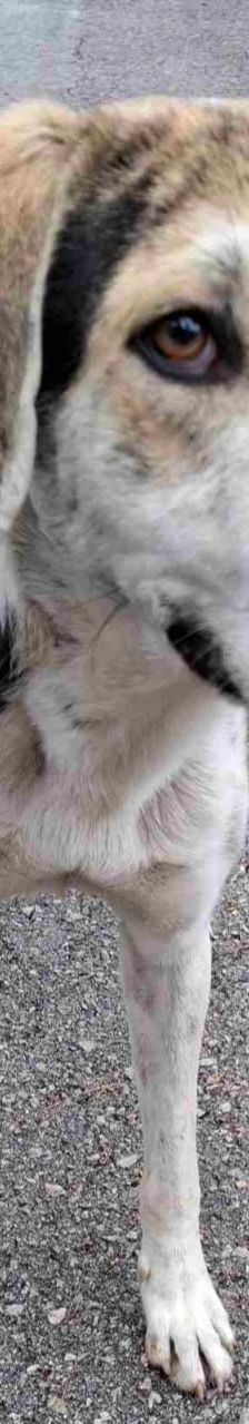 Jack – griechischer Hirtenhund, Männchen, 3 Jahre, Griechenland – Foto 9