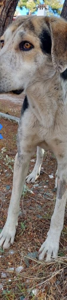 Jack – griechischer Hirtenhund, Männchen, 3 Jahre, Griechenland – Foto 10
