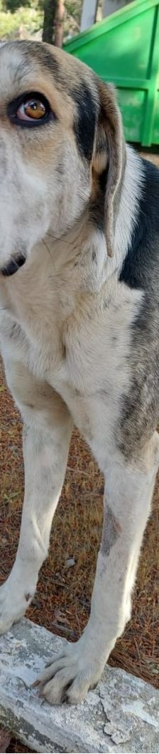 Jack – griechischer Hirtenhund, Männchen, 3 Jahre, Griechenland – Foto 11