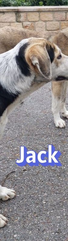 Jack – griechischer Hirtenhund, Männchen, 3 Jahre, Griechenland – Foto 12