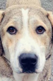 Jo – griechischer Hirtenhund, Männchen, 3 Jahre, Griechenland – Foto 1
