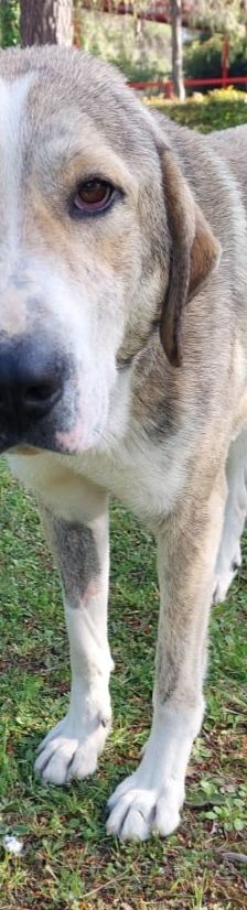 Jo – griechischer Hirtenhund, Männchen, 3 Jahre, Griechenland – Foto 2