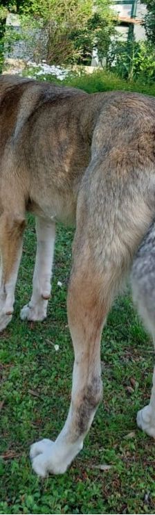 Jo – griechischer Hirtenhund, Männchen, 3 Jahre, Griechenland – Foto 3
