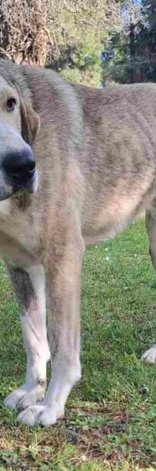 Jo – griechischer Hirtenhund, Männchen, 3 Jahre, Griechenland – Foto 4