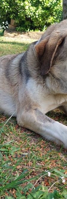 Jo – griechischer Hirtenhund, Männchen, 3 Jahre, Griechenland – Foto 5