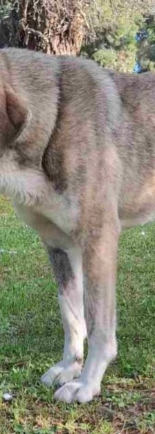 Jo – griechischer Hirtenhund, Männchen, 3 Jahre, Griechenland – Foto 6