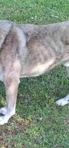 Jo – griechischer Hirtenhund, Männchen, 3 Jahre, Griechenland – Foto 7