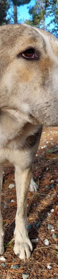 Jo – griechischer Hirtenhund, Männchen, 3 Jahre, Griechenland – Foto 8