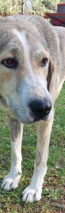 Jo – griechischer Hirtenhund, Männchen, 3 Jahre, Griechenland – Foto 10