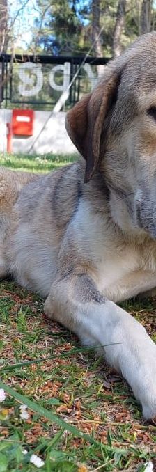 Jo – griechischer Hirtenhund, Männchen, 3 Jahre, Griechenland – Foto 11