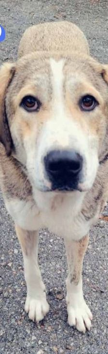 Jo – griechischer Hirtenhund, Männchen, 3 Jahre, Griechenland – Foto 12