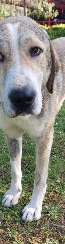 Jo – griechischer Hirtenhund, Männchen, 3 Jahre, Griechenland – Foto 13