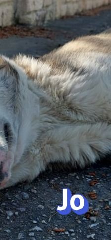 Jo – griechischer Hirtenhund, Männchen, 3 Jahre, Griechenland – Foto 14