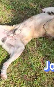 Jo – griechischer Hirtenhund, Männchen, 3 Jahre, Griechenland – Foto 15