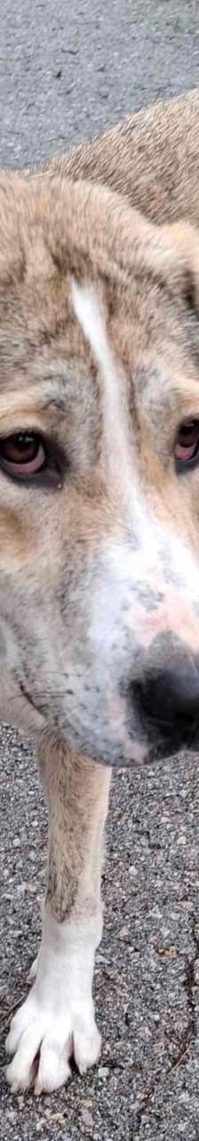 Jo – griechischer Hirtenhund, Männchen, 3 Jahre, Griechenland – Foto 16