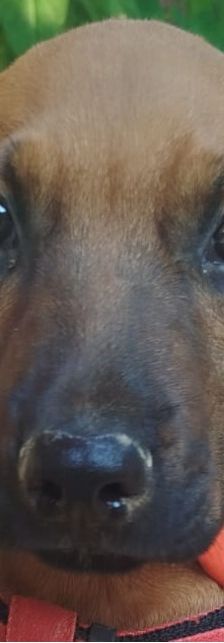 Egon – Bracke-Mix, Männchen, 3 Monate, Griechenland – Foto 1