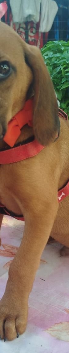 Egon – Bracke-Mix, Männchen, 3 Monate, Griechenland – Foto 2