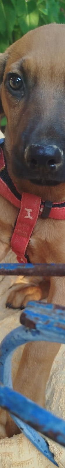 Egon – Bracke-Mix, Männchen, 3 Monate, Griechenland – Foto 3