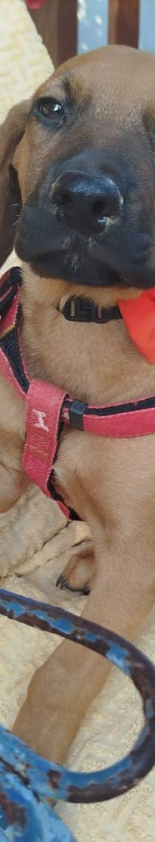 Egon – Bracke-Mix, Männchen, 3 Monate, Griechenland – Foto 4