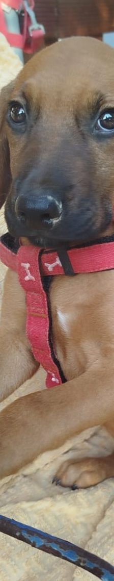 Egon – Bracke-Mix, Männchen, 3 Monate, Griechenland – Foto 5
