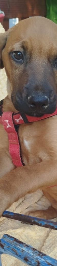 Egon – Bracke-Mix, Männchen, 3 Monate, Griechenland – Foto 6