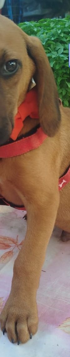 Egon – Bracke-Mix, Männchen, 3 Monate, Griechenland – Foto 7