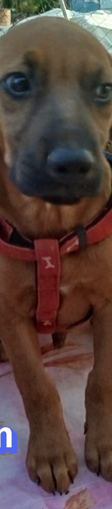 Egon – Bracke-Mix, Männchen, 3 Monate, Griechenland – Foto 8