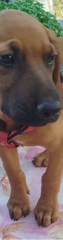 Egon – Bracke-Mix, Männchen, 3 Monate, Griechenland – Foto 10