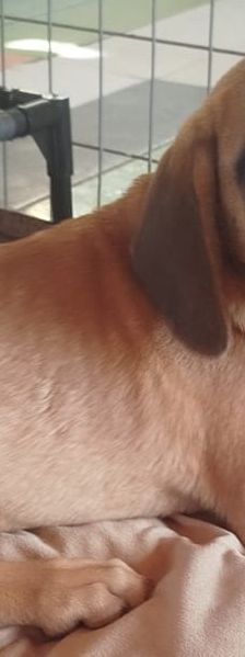 Egon – Bracke-Mix, Männchen, 3 Monate, Griechenland – Foto 11