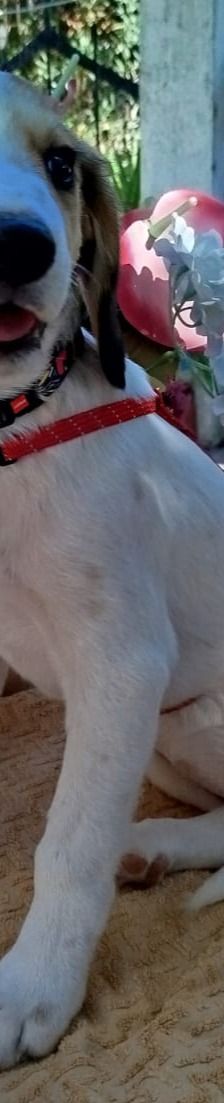 Emine – Bracke-Mix, Weibchen, 3 Monate, Griechenland – Foto 3