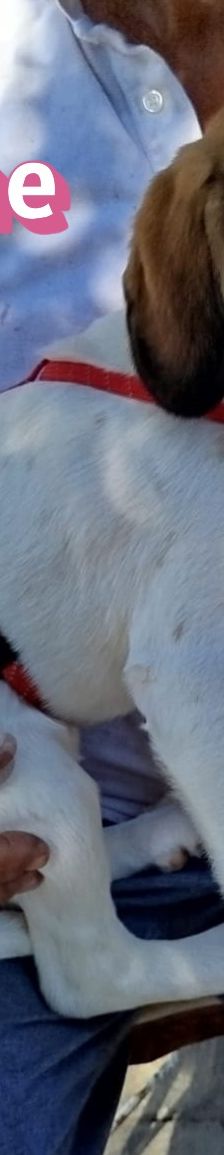 Emine – Bracke-Mix, Weibchen, 3 Monate, Griechenland – Foto 4
