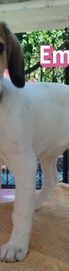 Emine – Bracke-Mix, Weibchen, 3 Monate, Griechenland – Foto 5