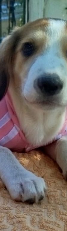 Emine – Bracke-Mix, Weibchen, 3 Monate, Griechenland – Foto 8