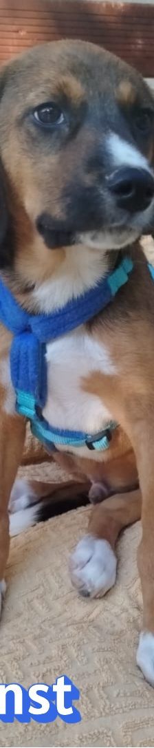 Ernst – Bracke-Mix, Männchen, 3 Monate, Griechenland – Foto 2