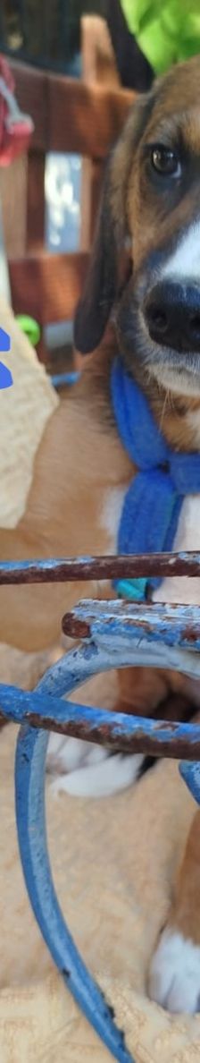 Ernst – Bracke-Mix, Männchen, 3 Monate, Griechenland – Foto 4