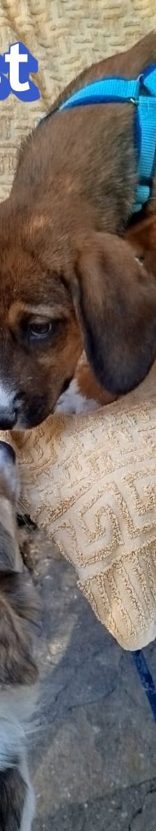 Ernst – Bracke-Mix, Männchen, 3 Monate, Griechenland – Foto 6
